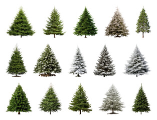 Fototapeta premium PNG Diverse evergreen trees collection, element set on transparent background