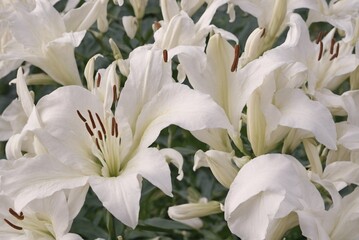 Fototapeta premium White Lily Flowers in Bloom – Elegant Botanical Background