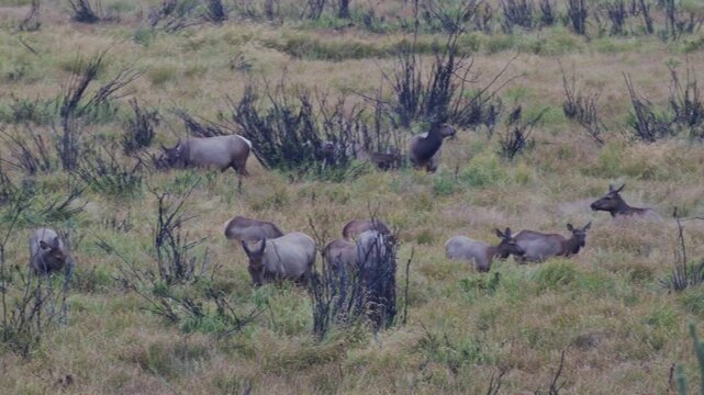 Herd of wild elk graze in a Colorado meadow at the base of mountains