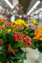 明るい色合いのカランコエの花束風