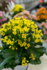 明るい色合いのカランコエの花束風