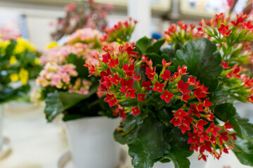 鮮やかなカランコエのクローズアップ