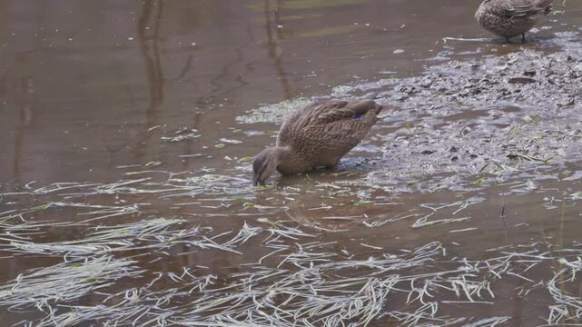 Close-Up of Mallard Duck Foraging in Muddy Pond