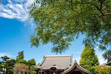 鎌倉25921　本覚寺2　センダン © MAMEMIKE