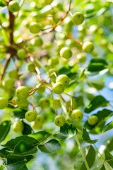 鎌倉25921　本覚寺3　センダン © MAMEMIKE