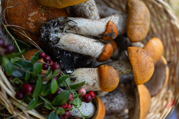 A basket filled with various wild mushrooms, horseradish. Mushrooms surrounded by green leaves and lingonberry berries.