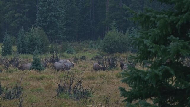 Bull elk walking through his herd of cows during the rut