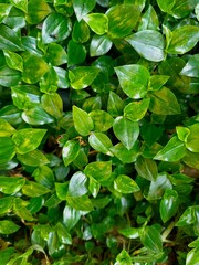 Fondo natural de hojas verdes brillantes con textura fresca
