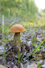 A basket filled with various wild mushrooms, horseradish. Mushrooms surrounded by green leaves and lingonberry berries.