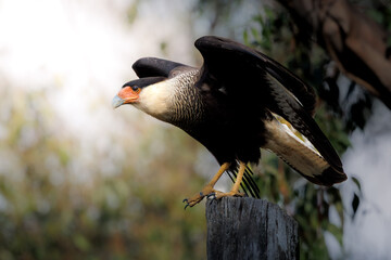 A Southern Caracara (Caracara plancus) perched on a wooden post, wings partially open as if preparing for flight, showcasing its sharp talons, orange facial skin, and striking plumage pattern.