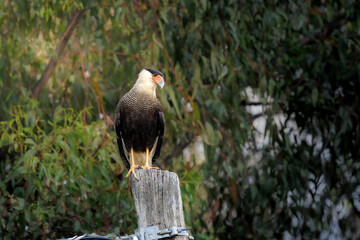 A Southern Caracara (Caracara plancus) perched on a weathered wooden post, showing its distinctive hooked beak, orange facial skin, and bold black-and-white plumage.