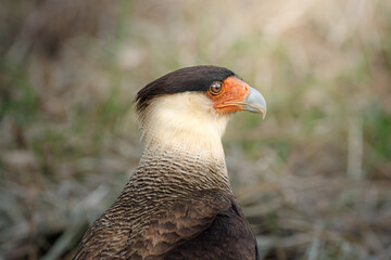 A Crested Caracara (Caracara plancus) in close-up profile, highlighting its sharp hooked beak, orange facial skin, and detailed feather textures against a soft natural background.