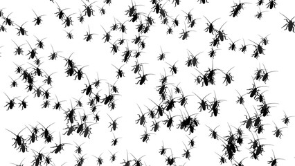 Many cockroaches isolated on transparent background