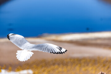 Andean gull (Chroicocephalus serranus) in mid-flight over the high-altitude lagoon, with the vivid blue water in the background.