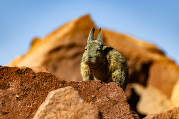 Southern Viscacha (Lagidium viscacia) resting on red volcanic rocks under the Andean sun.