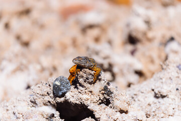 Close-up of a colorful lizard (Liolaemus sp.) resting on a rocky surface in the salt flats