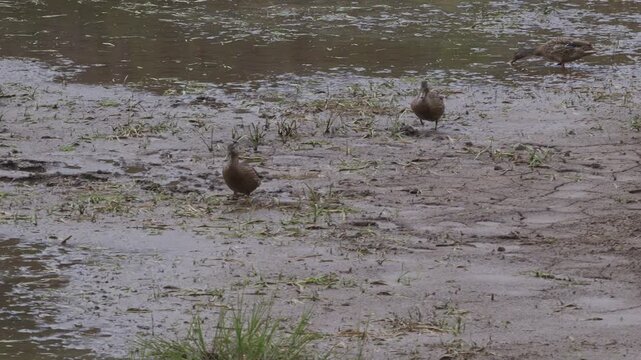 Mallard Ducks Foraging in Shallow Pond