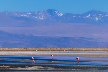 Laguna Chaxa, Atacama Desert, Chile – September 12th, 2025 – Flamingos feeding in the shallow waters of the high-altitude salt flat, with the Andes Mountains in the background.