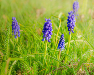 purple flowers in the garden