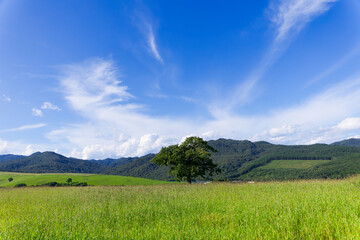 Fototapeta premium 青空と草原