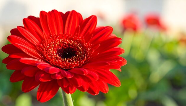 A vibrant, close-up shot showcases a single red gerbera daisy in full bloom. Soft focus background highlights other flowers