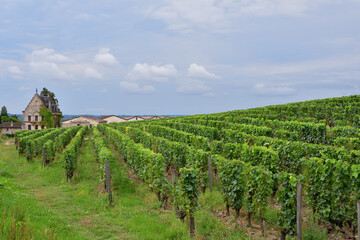 Obraz premium Saint-Émilion Vineyards in Bordeaux, France, on a Cloudy Day — August 13, 2024