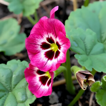 Primula auricula Lunar Eclipse