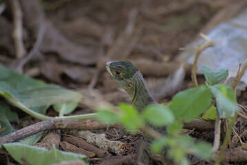 lizard on the grass
