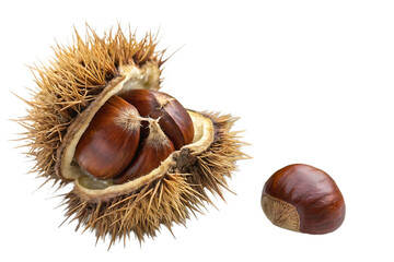 Opened sweet chestnut in its spiky husk isolated on AI generated by PNG