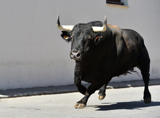 spanish black bull with big horns in spain