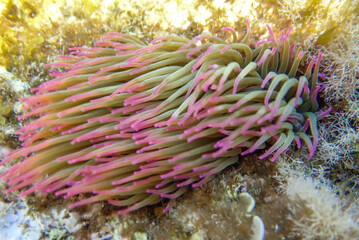 grass, sea, sea grass, seagrass, mediterranean sea, plant, underwater, algeria, jijel, weed, undersea, marine, rocks, aquatic, seaweed, water, ocean, nature, natural, aquarium, tropical, landscape.