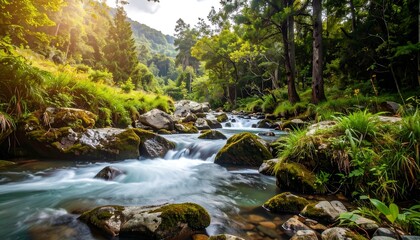 Scenic mountain stream cascading through lush forest