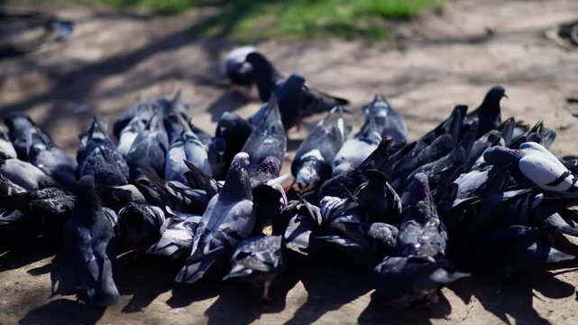 Close-up view of a dense flock of pigeons gathering and pecking at scattered food on a sunlit dirt path, with patchy shadows and hints of green grass in a quiet urban park setting.