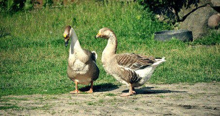 two breeding geese on the farm are standing