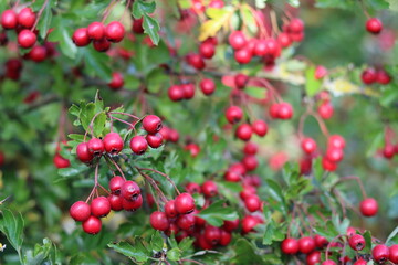 Close up of hawthorn or crataegus berries in autumn