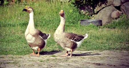 two breeding geese on the farm are standing