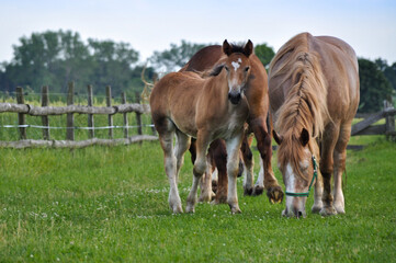 Fototapeta premium Young colt baby horse brown colour grazing on th farm