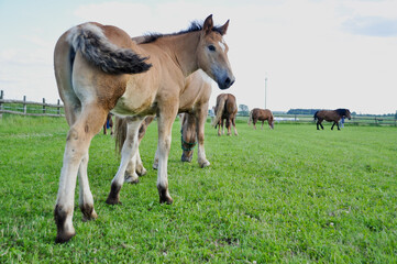 Fototapeta premium A small brown foal grazes in the meadow among the horses