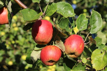 Cox's orange pippin apples on a tree