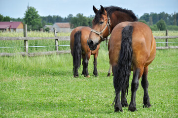 two brown horses graze on green grass in a meadows © Aldona