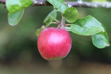 Single red apple on a tree
