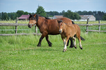 Obraz premium A small brown foal runs in the paddock with its mother