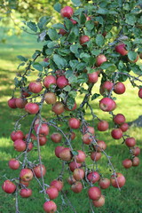 Cox's orange pippin apples on a tree