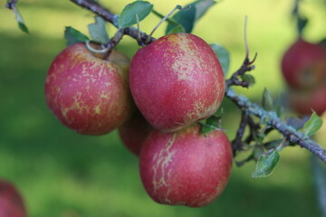 Cox's orange pippin apples on a tree