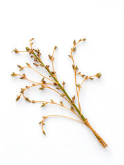 Fototapeta premium Dried Patchouli Herb. Isolated on White Background.