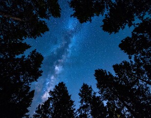 Night sky view through forest canopy