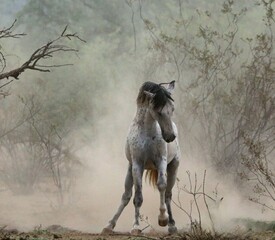 Wild Stallion in Desert Dust 