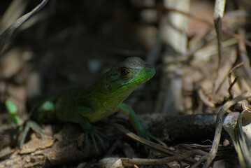 green lizard on a tree