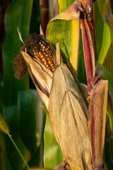Maiskolben in goldenen Farbtönen auf einem Maisgeld im Sonnenuntergang