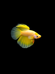 The moving moment beautiful of yellow half moon siamese betta fish or dumbo betta splendens fighting fish in thailand on isolated black background. Thailand called Pla-kad or big ear fish.